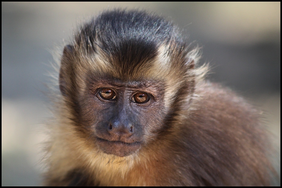 photo "primate" tags: nature, wild animals