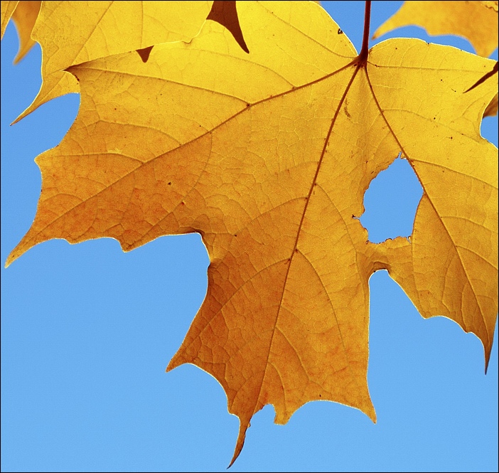 фото "цвета осени - желтый и синий" метки: пейзаж, природа, осень, цветы
