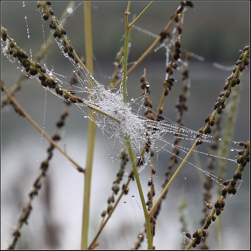 photo "Net" tags: nature, insect