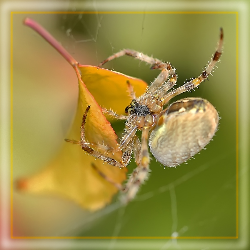 photo "October Troopers" tags: nature, macro and close-up, insect