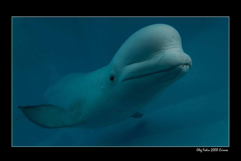 фото "Белуха (White whale)" метки: подводные, 