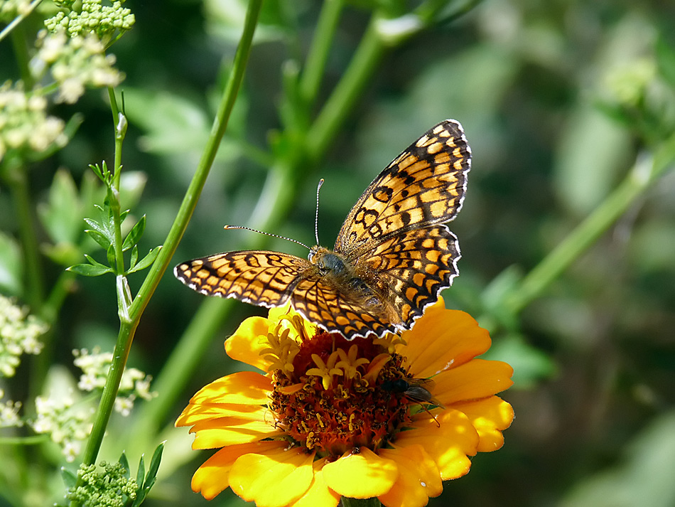 фото "Melitaea phoebe" метки: природа, насекомое