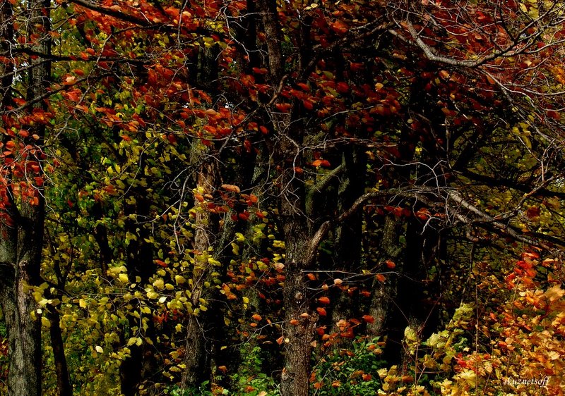 photo "***" tags: landscape, nature, autumn, flowers