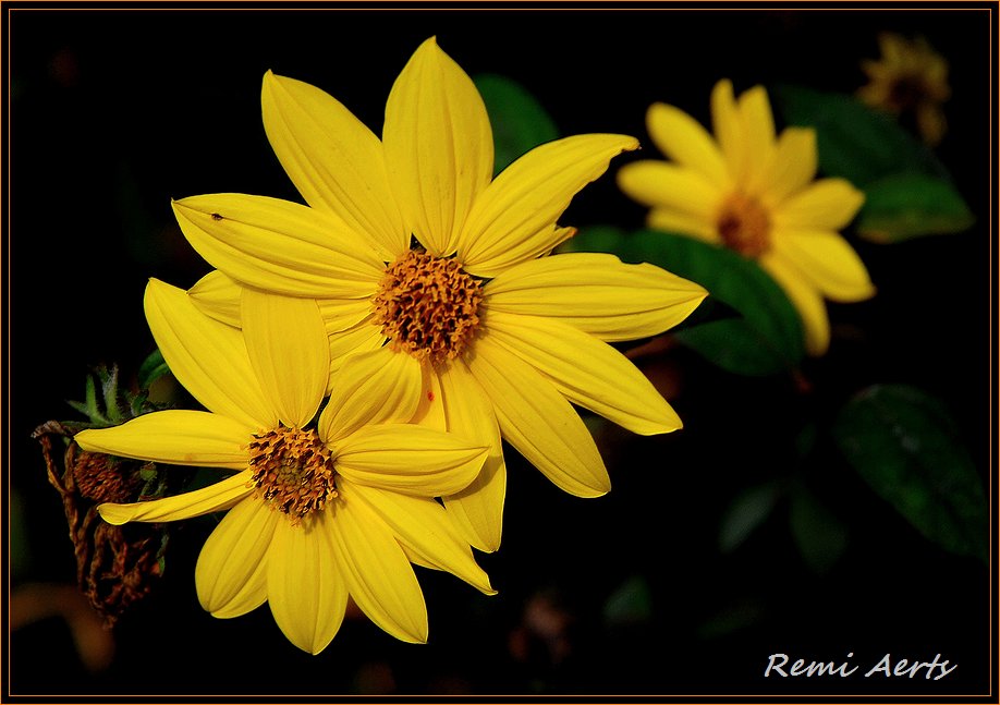 photo "yellow" tags: nature, macro and close-up, flowers