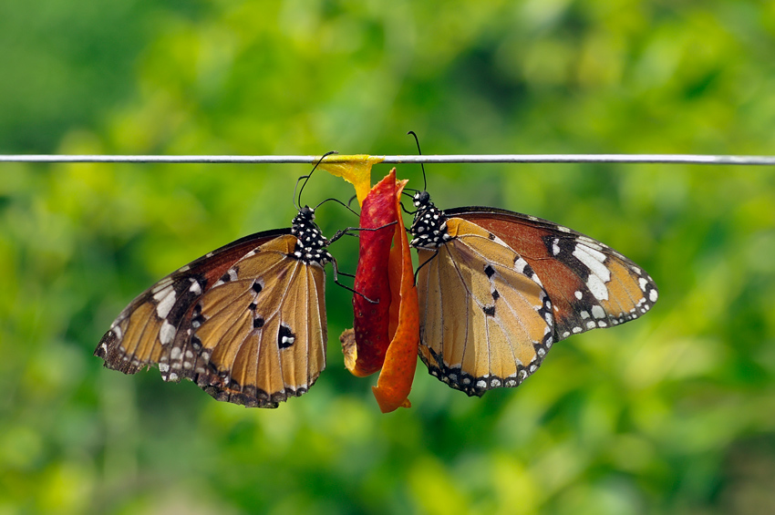 photo "***" tags: macro and close-up, nature, insect