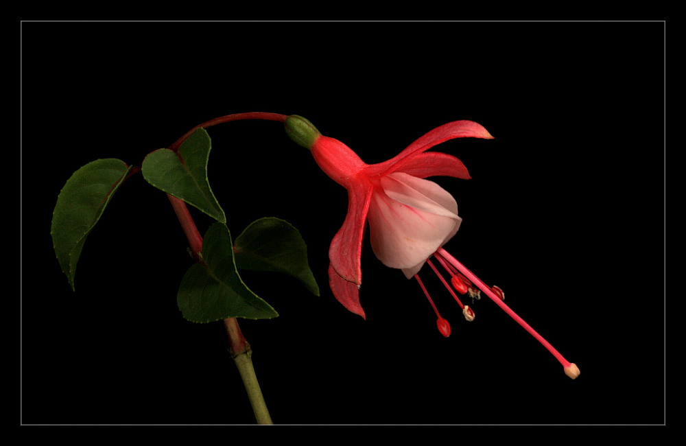 photo "Fuchsia" tags: nature, flowers