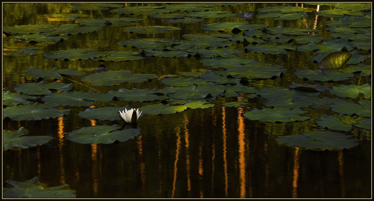 photo "In the forest lake" tags: misc., nature, flowers