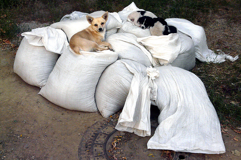 photo "Roofless / Бездомные" tags: nature, reporting, pets/farm animals