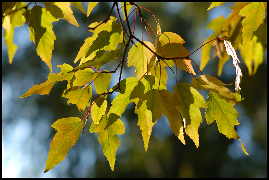 photo "Fall colors" tags: macro and close-up, nature, 