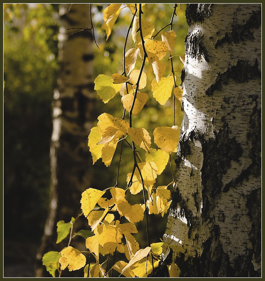 фото "Осенний свет" метки: пейзаж, осень