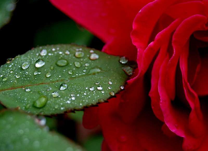 photo "***" tags: nature, macro and close-up, flowers