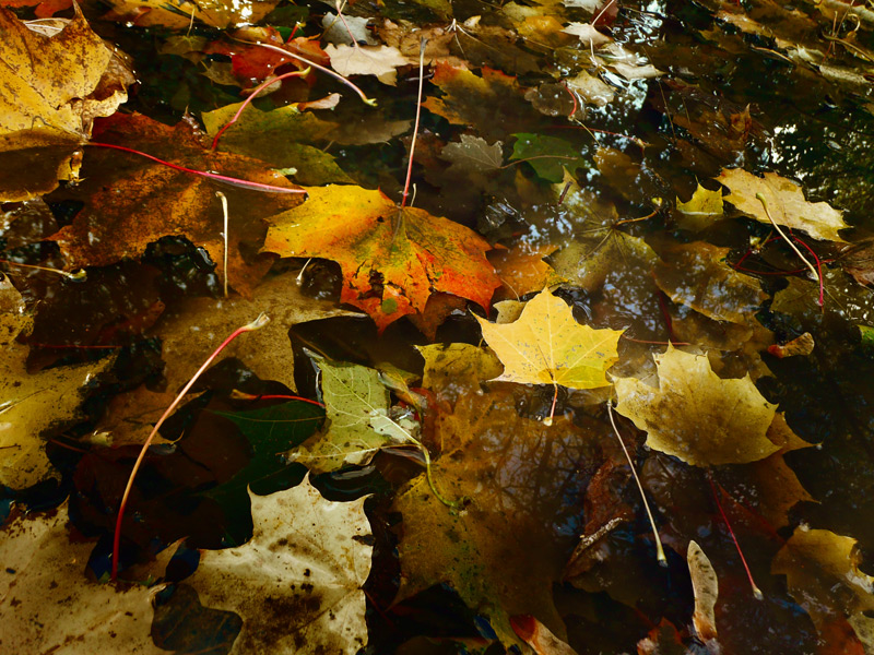 photo "***" tags: landscape, autumn