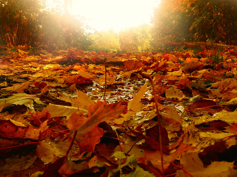 photo "***" tags: landscape, autumn