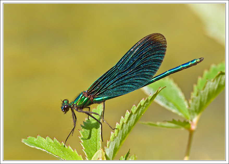 photo "***" tags: nature, macro and close-up, insect