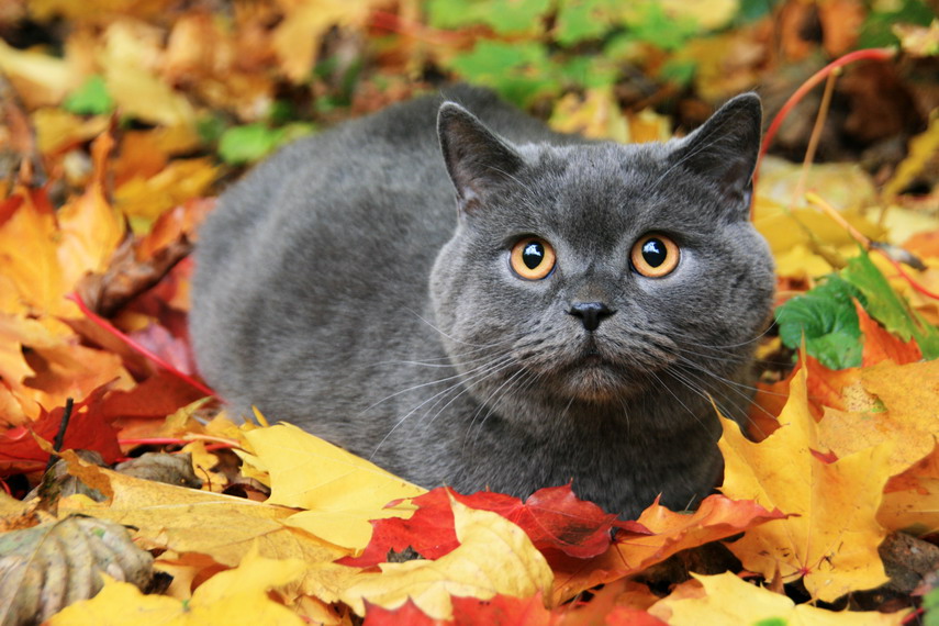 фото "осенний кот" метки: портрет, природа, домашние животные