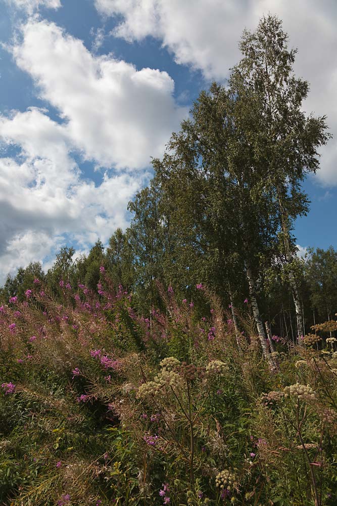 photo "july pastoral" tags: landscape, fragment, forest