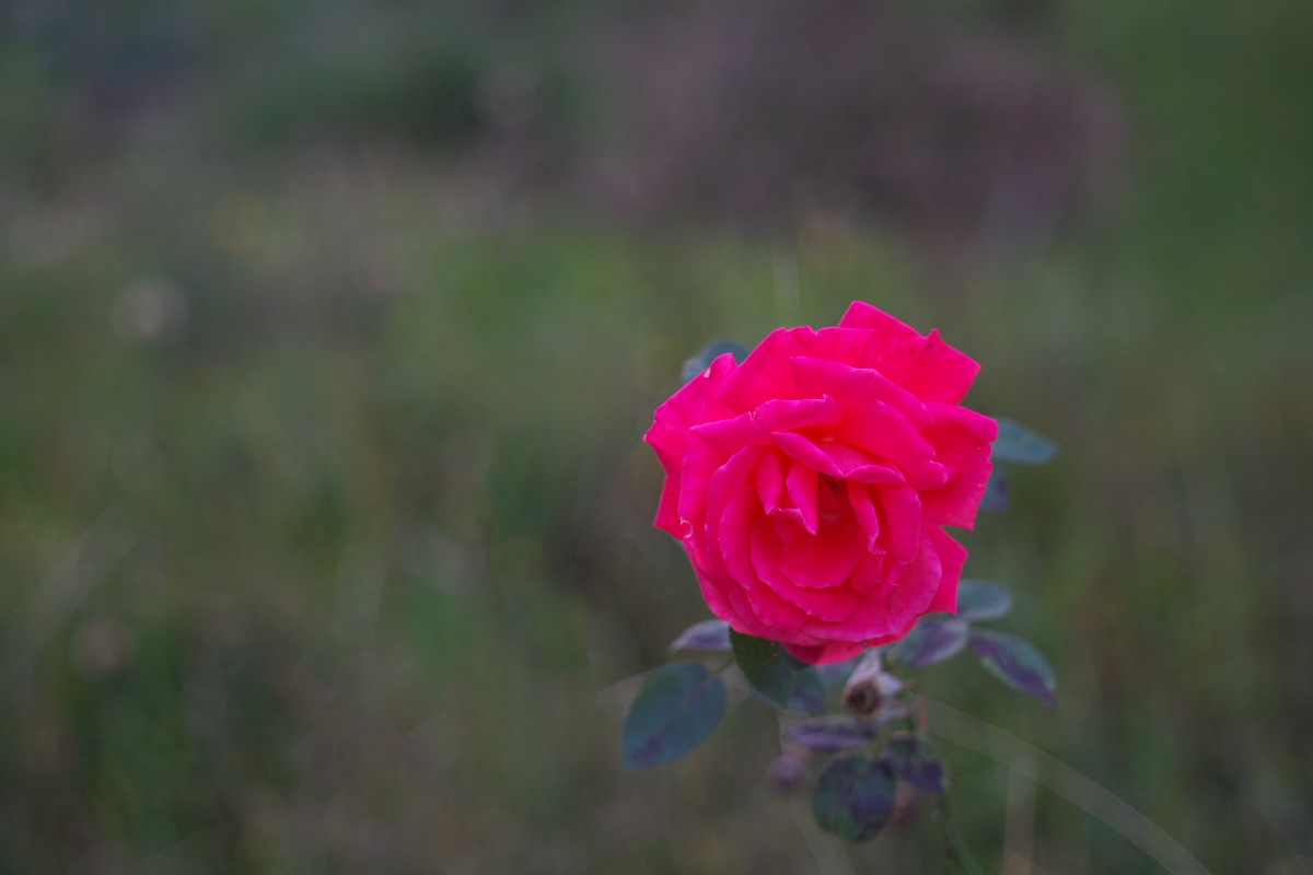 photo "evening rose" tags: nature, flowers