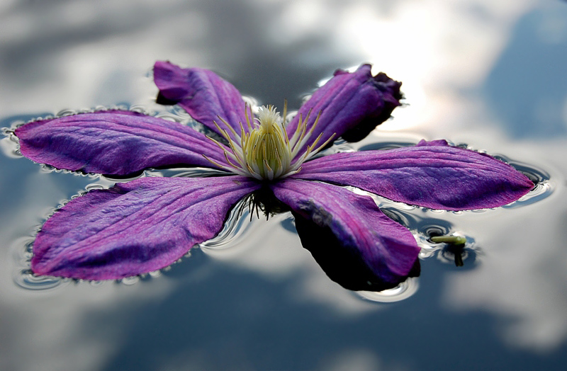 photo "***" tags: nature, landscape, flowers, water