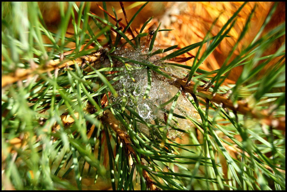 photo "***" tags: nature, macro and close-up, 