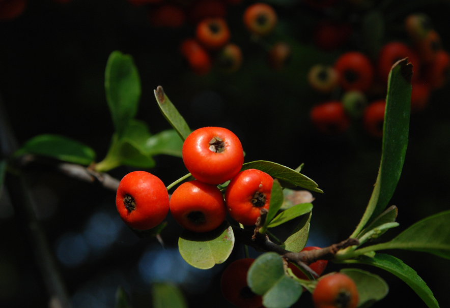 photo "Autumn wild berries." tags: nature, flowers