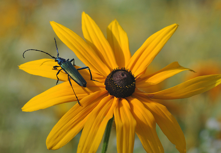 photo "***" tags: macro and close-up, nature, insect