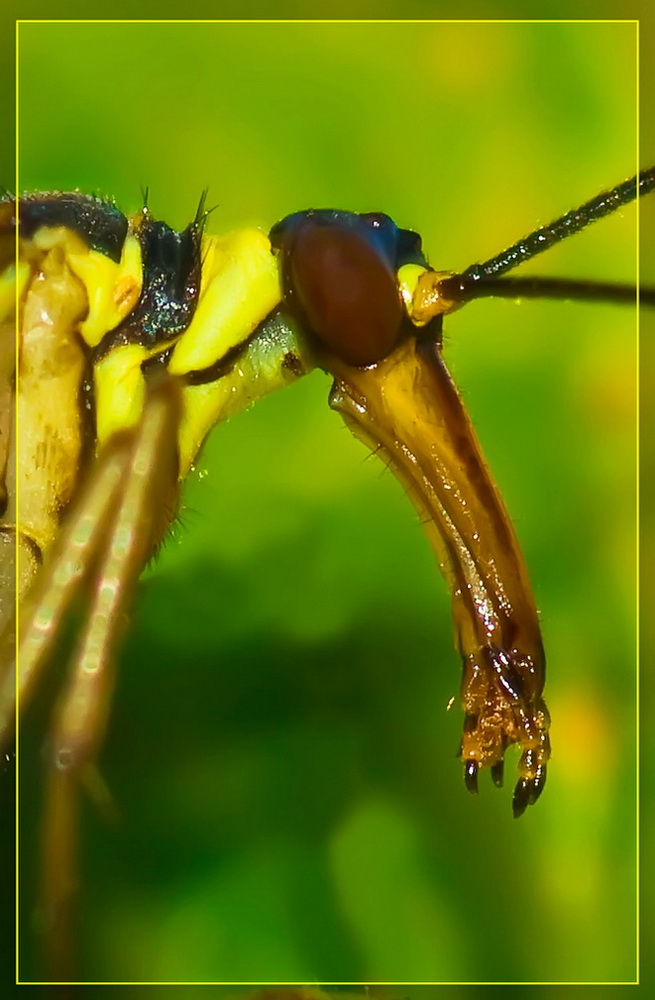 фото "Унылый..." метки: макро и крупный план, природа, насекомое