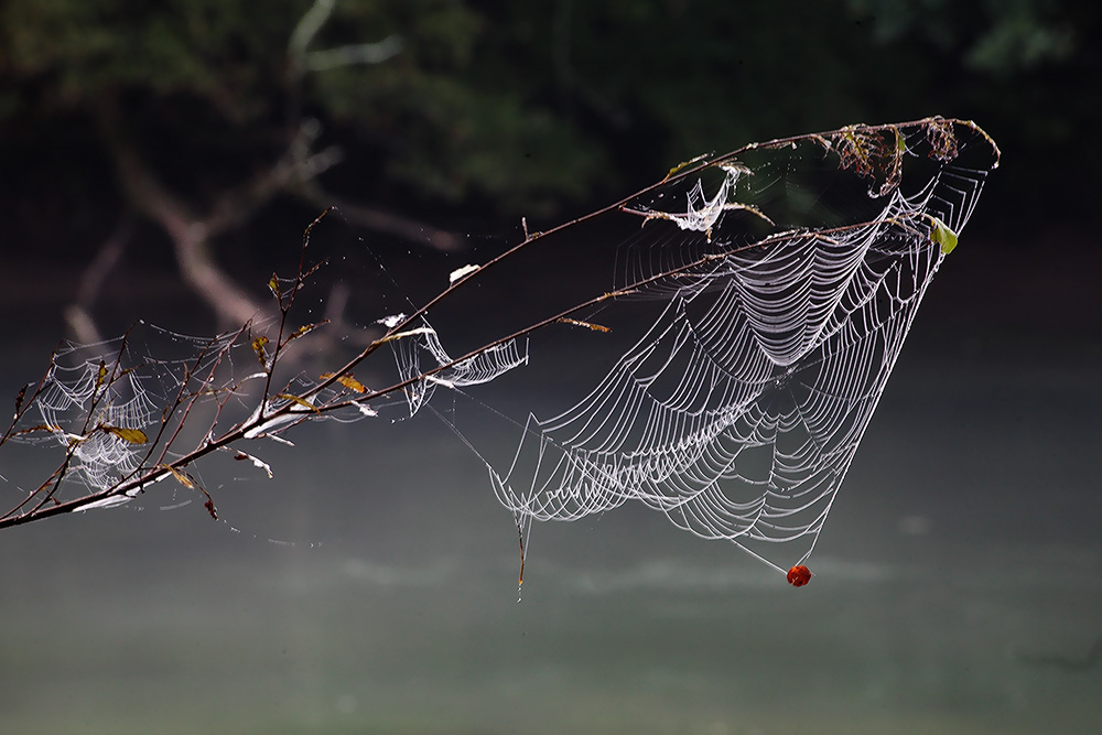 photo "The first catch of autumn" tags: nature, genre, 