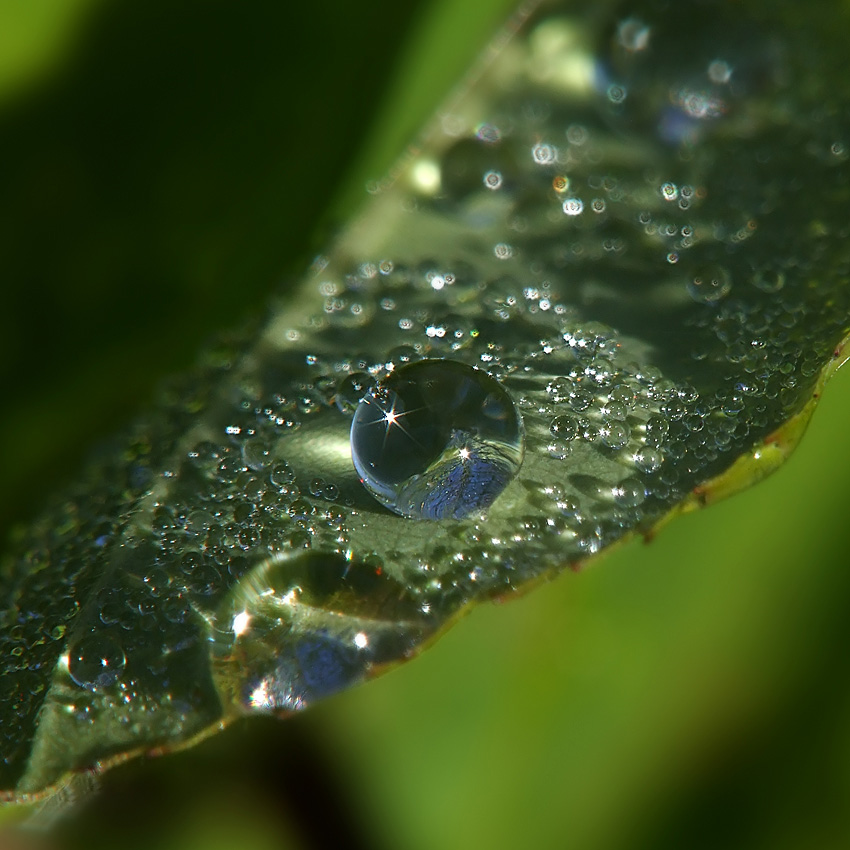 photo "***" tags: nature, macro and close-up, flowers