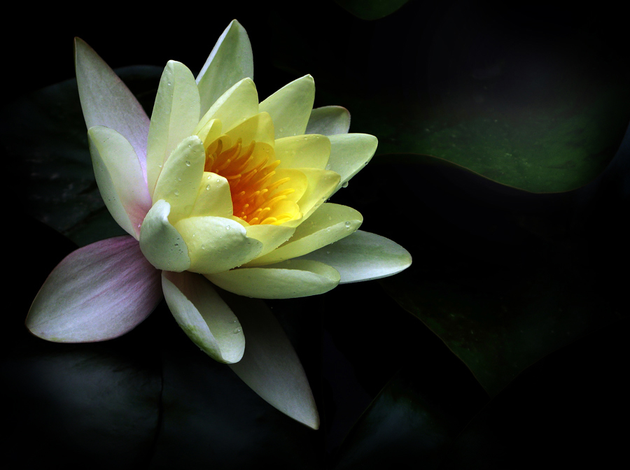 photo "Nymphaea" tags: nature, flowers