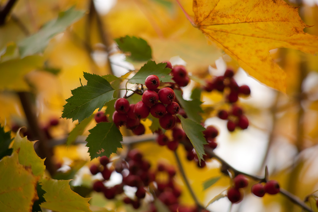 photo "***" tags: landscape, autumn