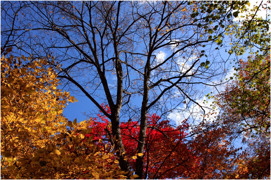 photo "***" tags: landscape, autumn, forest