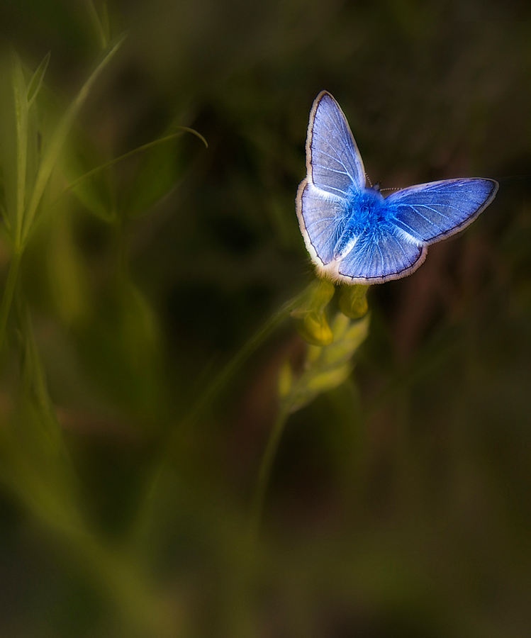 photo "fairy" tags: nature, macro and close-up, insect