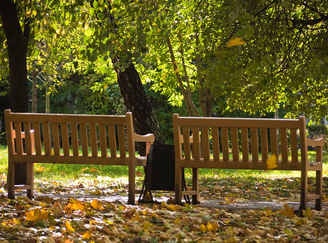 photo "Leaves falling ..." tags: landscape, city, autumn