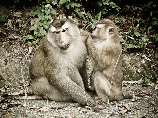 photo "***" tags: nature, wild animals