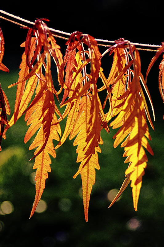 фото ""Autumn fashion"" метки: пейзаж, природа, лес, цветы