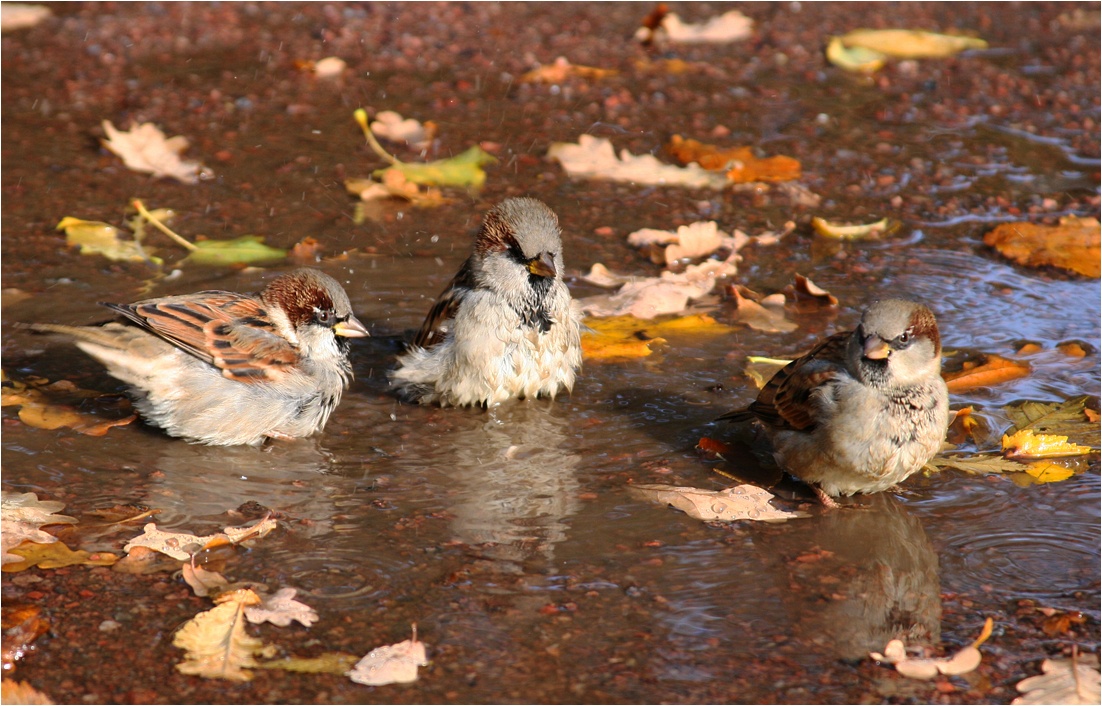 photo "Autumn sparrows" tags: nature, city, wild animals