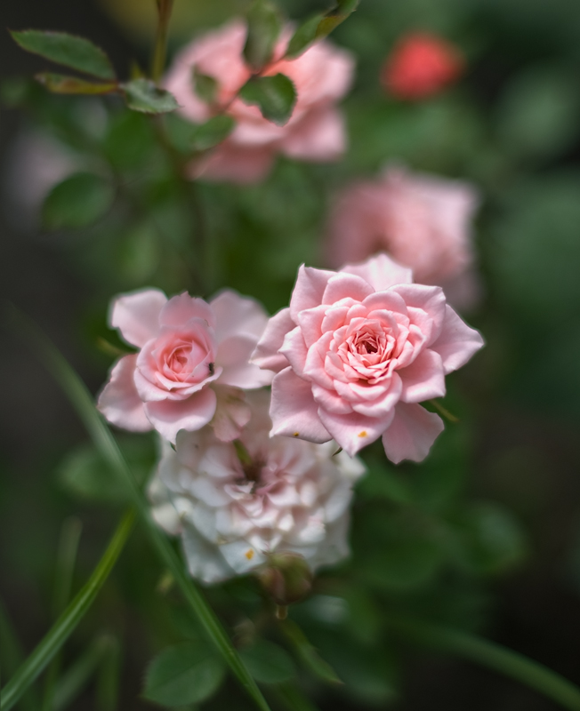 photo "***" tags: nature, flowers