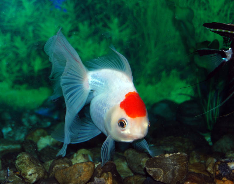 photo "RED CAP" tags: nature, pets/farm animals