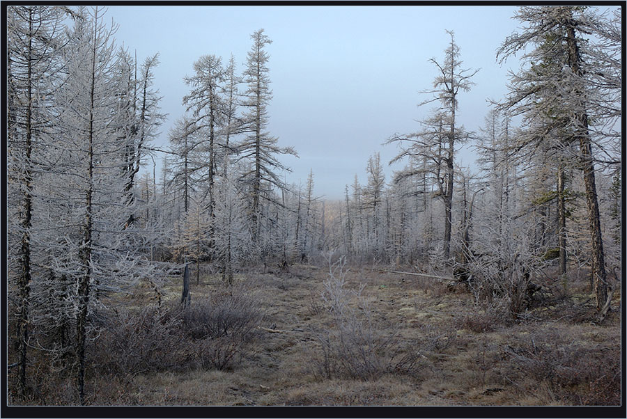 фото "Серебряная тайга" метки: пейзаж, лес, осень