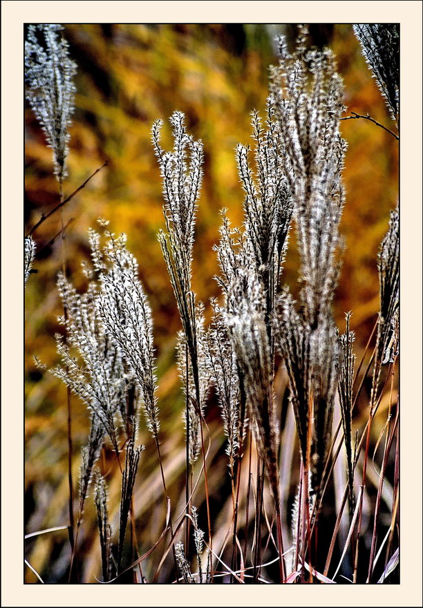 photo "autumn" tags: nature, macro and close-up, flowers