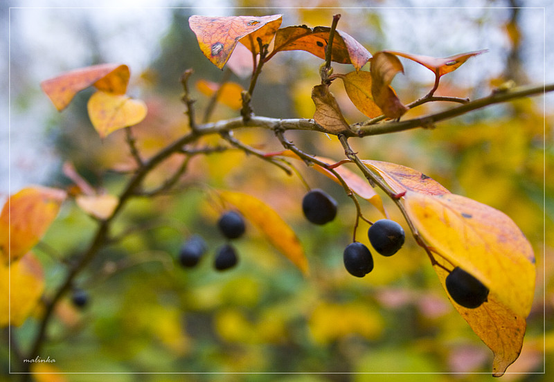 photo "***" tags: landscape, nature, autumn, flowers