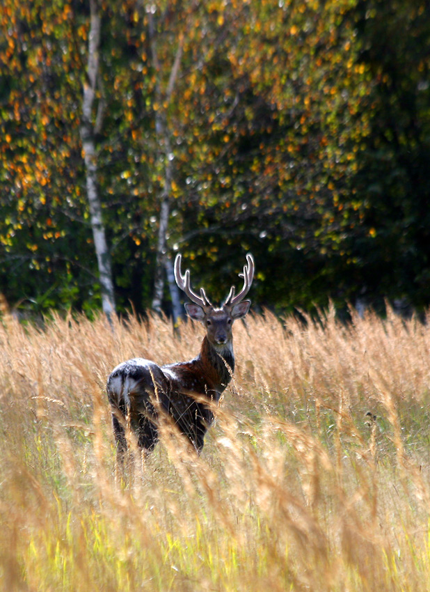 photo "***" tags: nature, wild animals