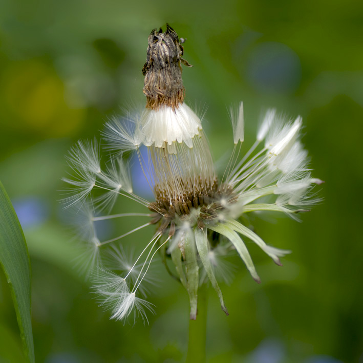 photo "***" tags: nature, flowers