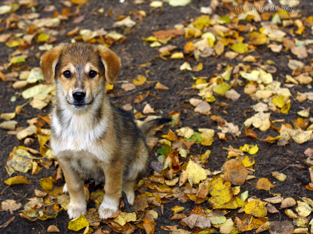 photo "Take me with you" tags: nature, pets/farm animals