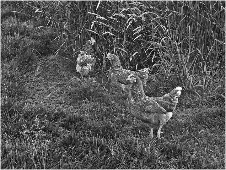 photo "Three sisters. From a series "Village"" tags: nature, black&white, pets/farm animals