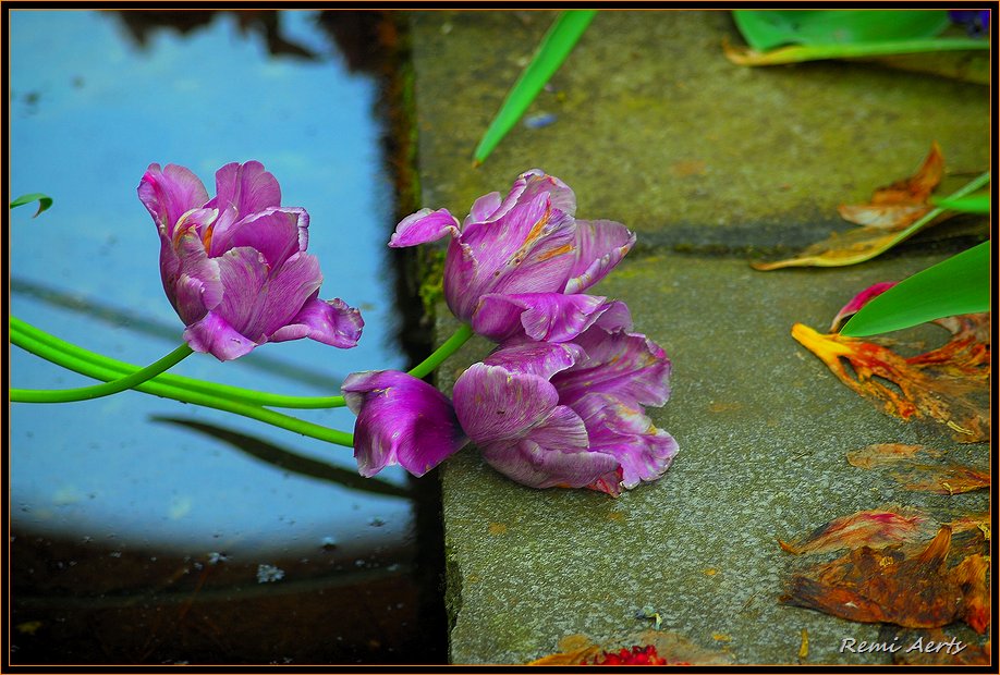 photo "end of summer" tags: nature, still life, flowers