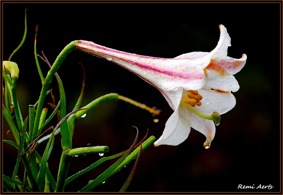 photo "afgter rain" tags: nature, macro and close-up, flowers
