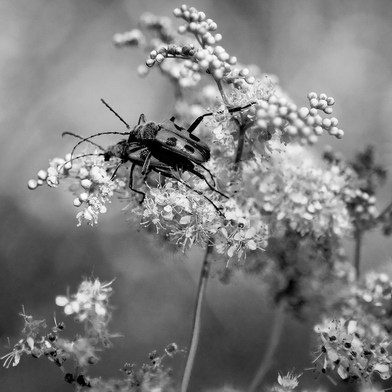 photo "***" tags: nature, insect