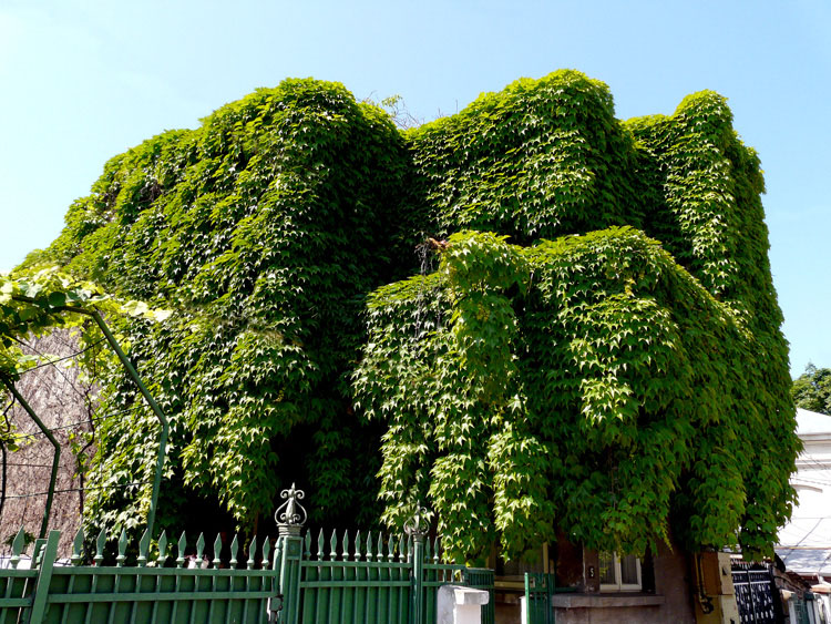 photo "Green house / Зеленый дом" tags: landscape, city, summer