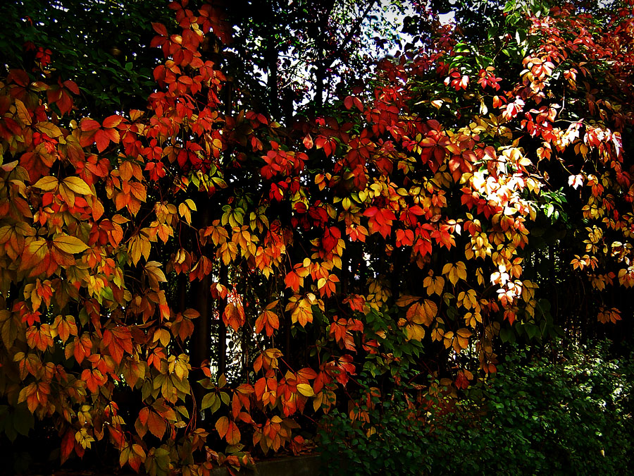photo "Autumn on the fence" tags: , 